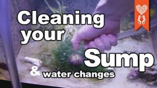 Cleaning the refugium sump with a siphon and water changes